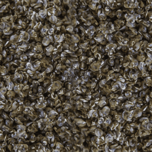 Figure 4. Oyster seed