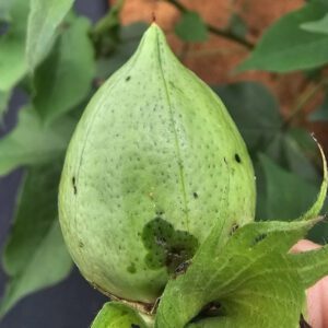 Figure 4. Early stages of boll blight are demonstrated by the water-soaked, sunken lesions near the base of the boll.