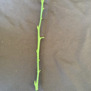 Figure 5. Straight budwood stick for grafting.
