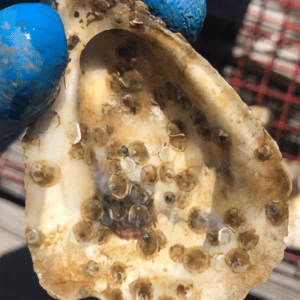 Figure 5. Spat on shell