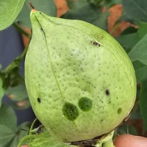 Figure 5. Early stages of boll blight are demonstrated by the water-soaked, sunken lesions near the base of the boll.