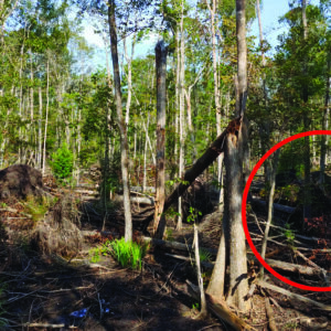 Figure 5a. Uprooted trees in Southwest Georgia and the Florida Panhandle in the wake of Hurricane Michael in 2018.