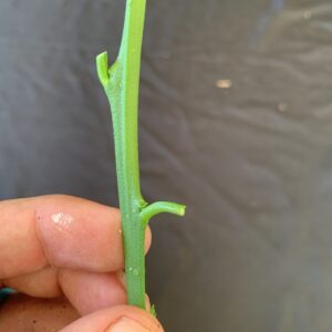 Figure 6. Recently matured buds are ready to be grafted. The lower bud is on a more rounded stem and is more mature. The top bud is on a more angular stem and is less mature.
