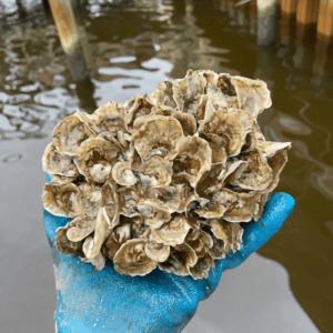 Figure 6. Oyster floret