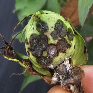 Figure 6. Older boll blight lesions will turn black as they age and secondary infections from other saprophytic fungi can also be present.