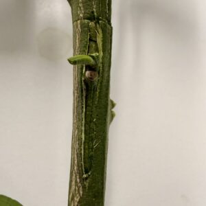 Figure 8. T-bud after the bud is set and ready for taping.(approximately 1 inch).