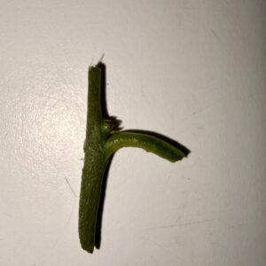 Figure 7. Loose bud ready to insert into T-bud graft (approximately 1 inch).