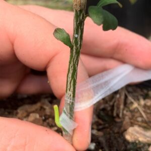Figure 9. Wrap graft with budding tape. Be sure to keep constant pressure applied as the graft is wrapped.