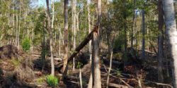 Uprooted trees in Southwest Georgia and the Florida Panhandle in the wake of Hurricane Michael in 2018.