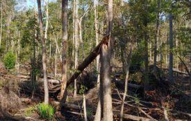 Uprooted trees in Southwest Georgia and the Florida Panhandle in the wake of Hurricane Michael in 2018.