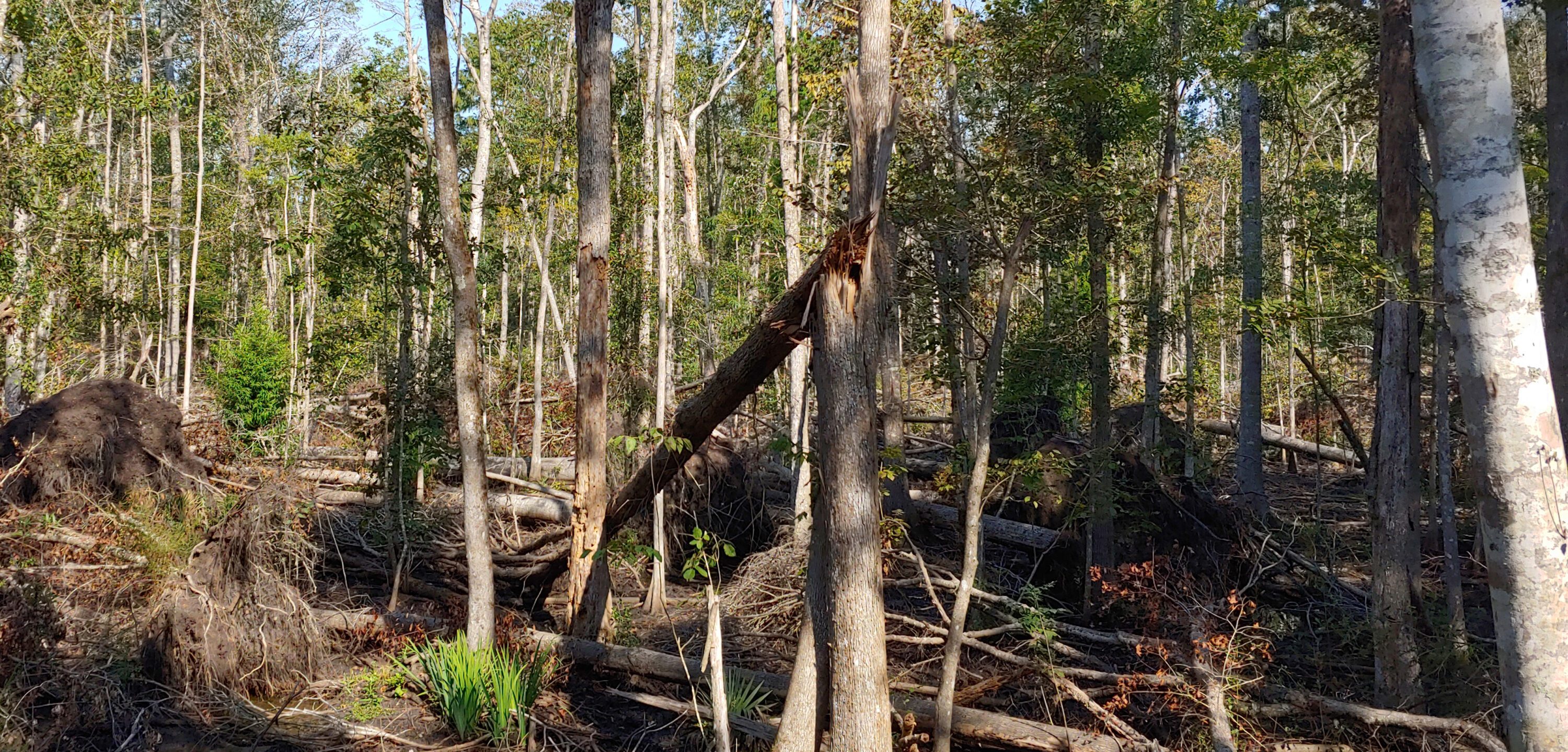 Uprooted trees in Southwest Georgia and the Florida Panhandle in the wake of Hurricane Michael in 2018.