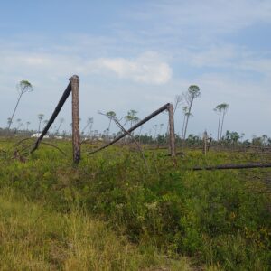 Figure 5b. Southwest Georgia and the Florida Panhandle in the wake of Hurricane Michael in 2018.