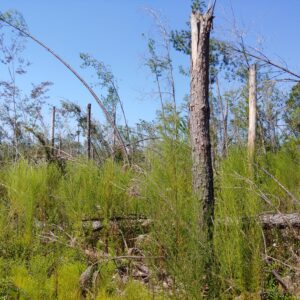 Figure 5c. Bent trees in Southwest Georgia and the Florida Panhandle in the wake of Hurricane Michael in 2018