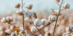 A close-up image of cotton bolls at harvest time.