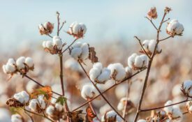 A close-up image of cotton bolls at harvest time.