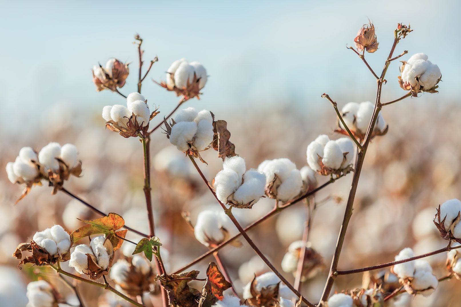 A close-up image of cotton bolls at harvest time.