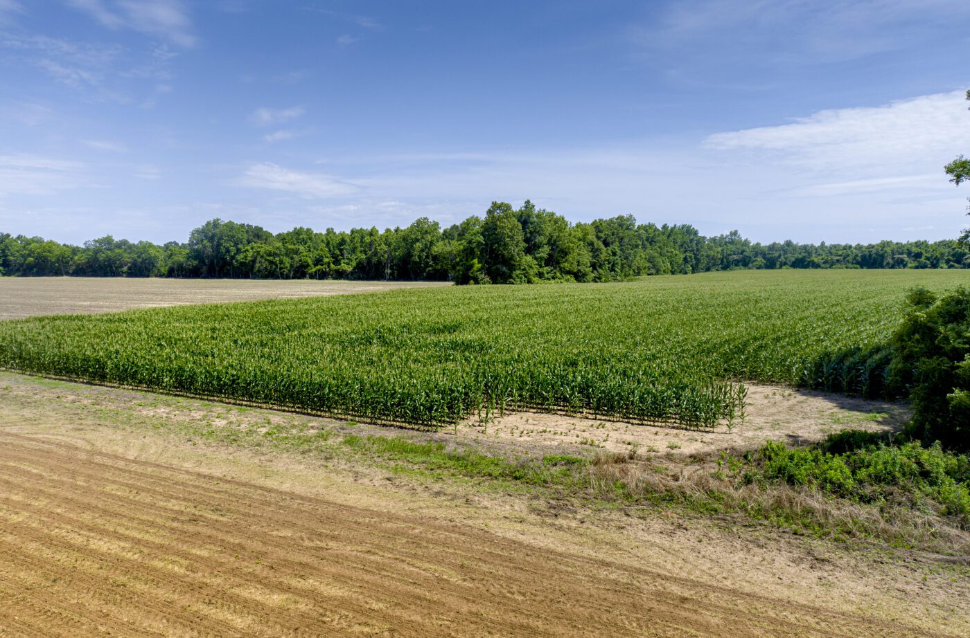 Overhead view of corn growing in Alabama.