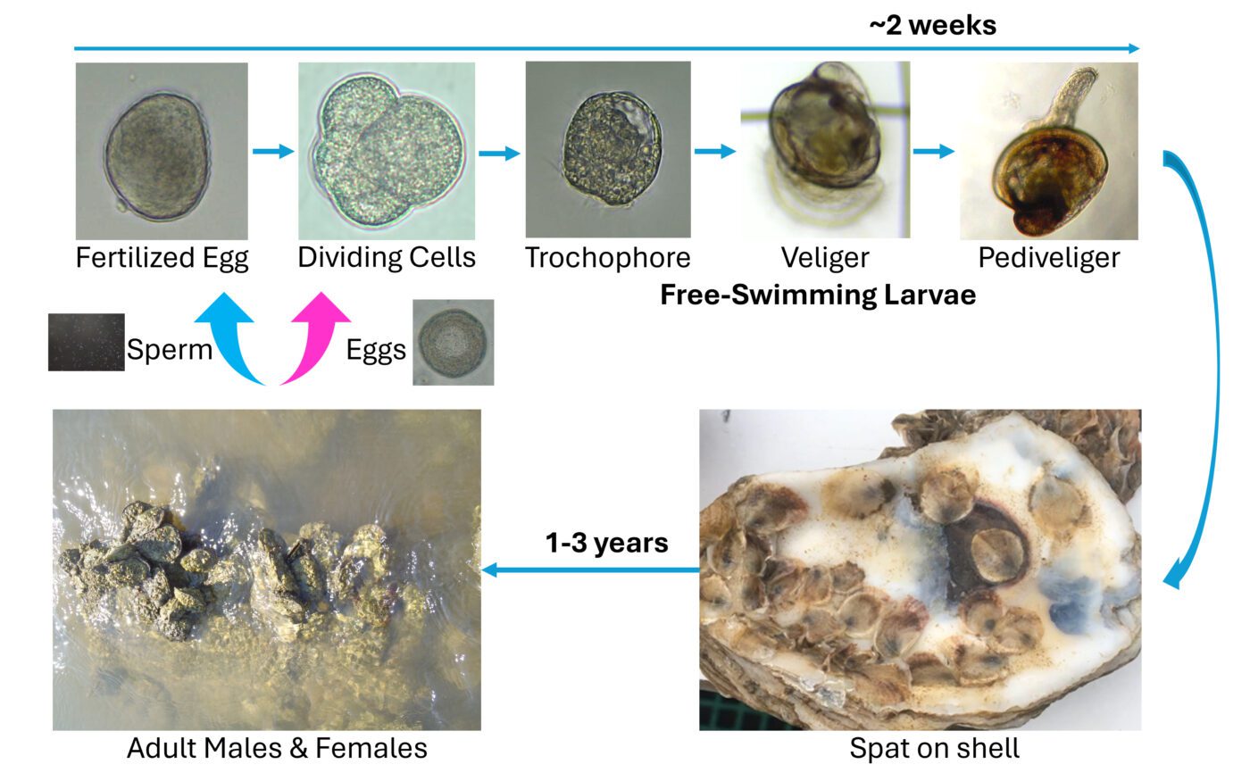 This image shows the oyster life cycle. Adult male and female oysters on a reef release eggs and sperm into the water column. The sperm fertilizes the egg and the cells start dividing. The free-swimming larvae undergo trochophore, veliger, and pediveliger stages which takes approximately two weeks. The pediveligers attach to a substrate, such as a shell, to form spat. In one to three years, those spat are able to spawn, repeating the cycle.