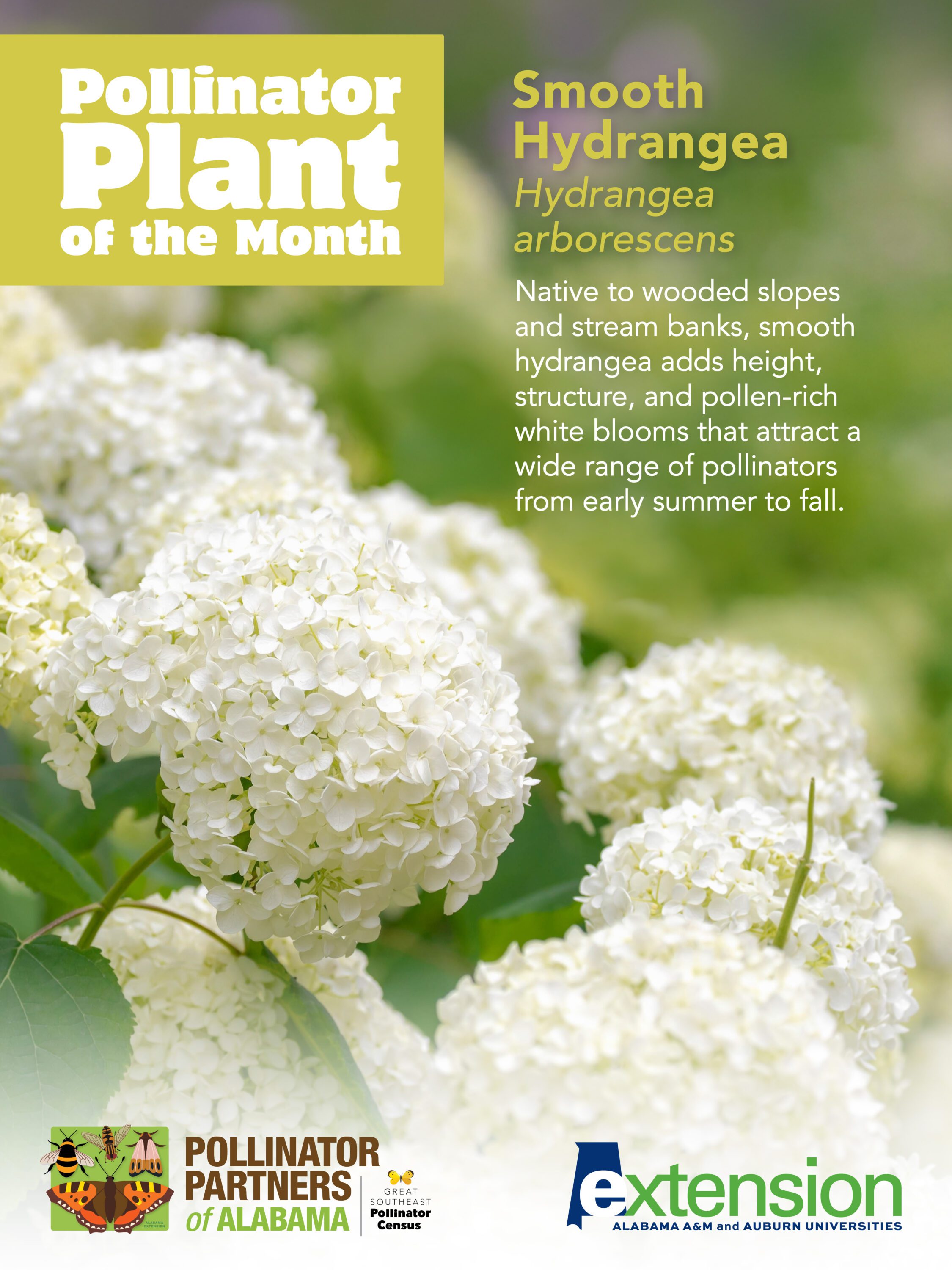 A graphic of a smooth hydrangea with the words Smooth Hydrangea (Hydrangea arborescens) Pollinator Plant of the Month.