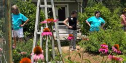 People looking at pollinator plant in a garden.