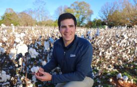 Scott Graham in a cotton field at harvest time.