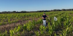 Person in a field with a net scouting for pests