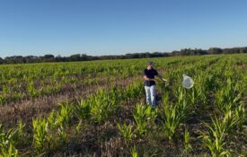 Person in a field with a net scouting for pests