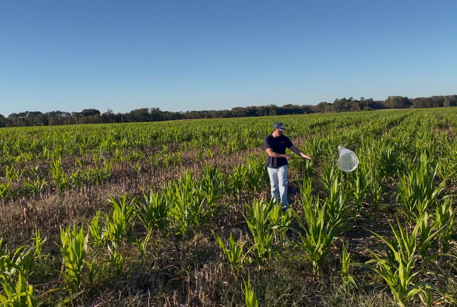 Person in a field with a net scouting for pests