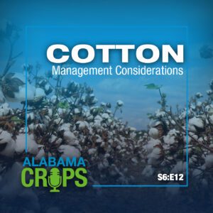 An image of white field cotton with text saying Cotton Management Considerations, Season 6 Episode 12 and the Alabama Crops Report podcast logo.