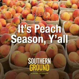 A square image of several baskets filled with peaches. The image has the following words: S1E15 It's Peach Season, Y'all and the Southern Ground Alabama Extension logo at the bottom.