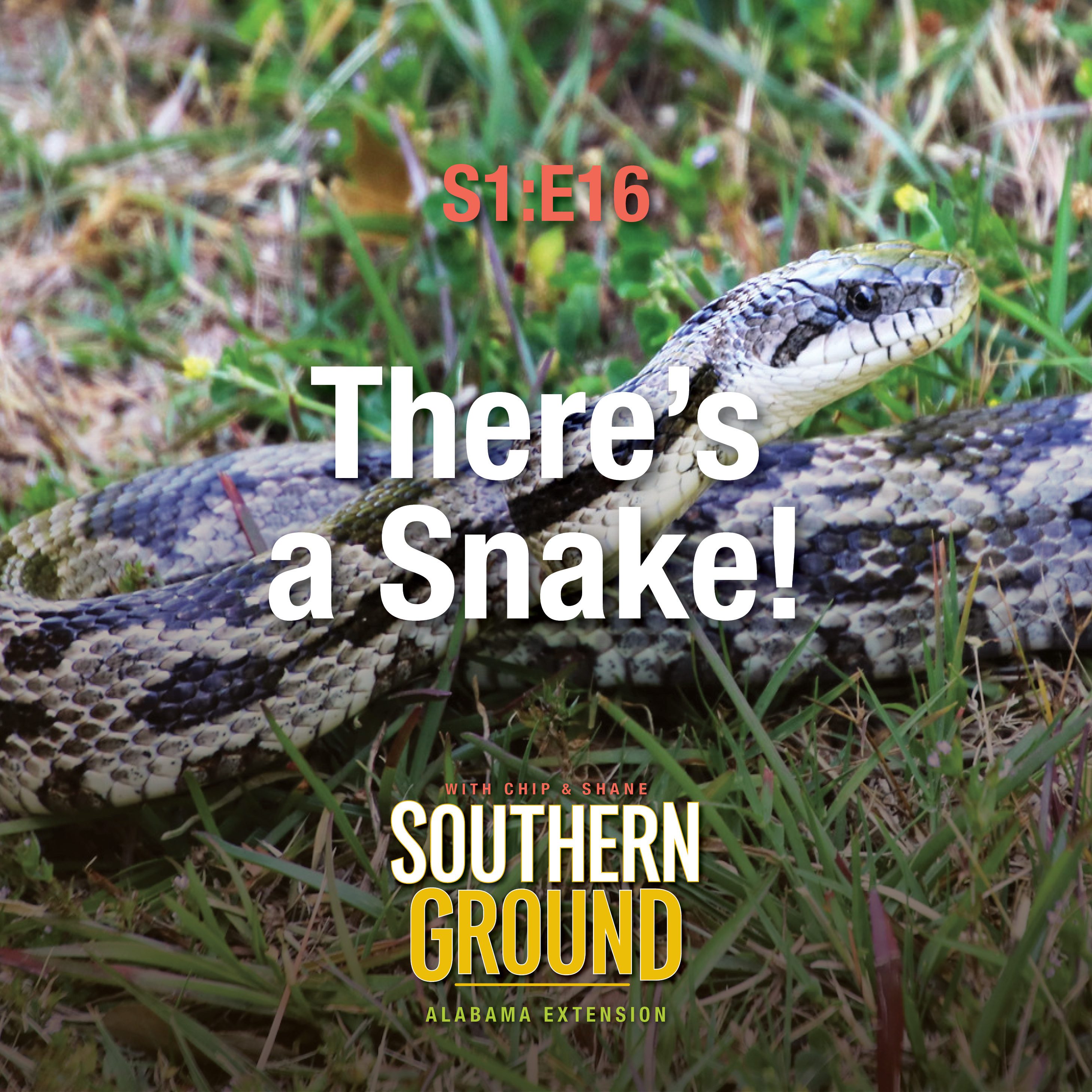 A square image of of a gray rat snake. The image has the following words: S1E16 There's a Snake! and the Southern Ground Alabama Extension logo at the bottom.