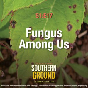 A square image of Cercospora leaf spot. The image has the following words: S1E17 Fungus Among Us and the Southern Ground Alabama Extension logo at the bottom.