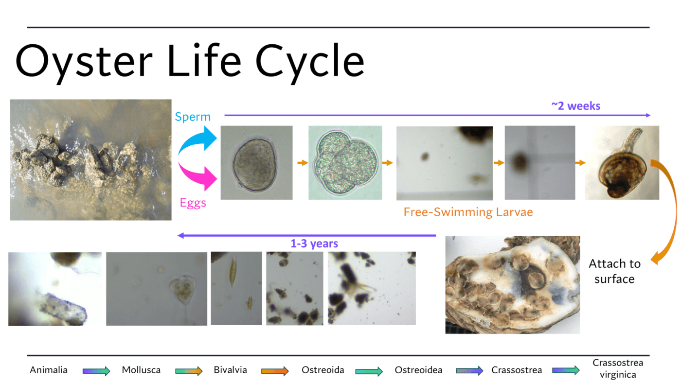 Diagram titled “Oyster Life Cycle” showing the developmental stages of the eastern oyster (Crassostrea virginica). The cycle begins with adult oysters in shallow water releasing sperm and eggs. A series of microscope images illustrates fertilization, early cell division, and free-swimming larval stages over approximately 2 weeks. An arrow then shows the larva attaching to a hard surface and developing into a juvenile oyster. Additional microscope images depict later growth stages, with a label indicating 1 to 3 years for maturation into an adult oyster. Arrows connect each stage in a circular life cycle. Along the bottom, a taxonomic classification is shown: Animalia → Mollusca → Bivalvia → Ostreoida → Ostreoidea → Crassostrea → Crassostrea virginica.