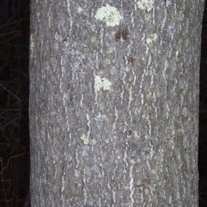 Tree-of-heaven bark