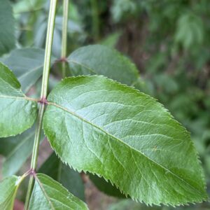American elderberry has leaflets with small serrations along the entire leaf margin.