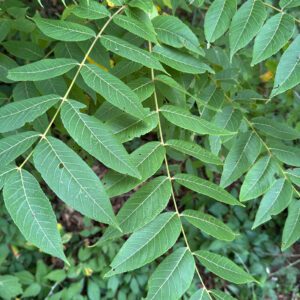 Black walnut (Juglans nigra) also has compound leaves with many, opposite leaflets but sometimes no terminal leaflet.