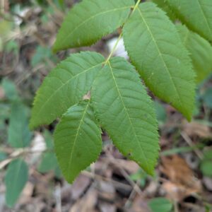 Black walnut leaflets have many, small serrations along the leaflet margin.