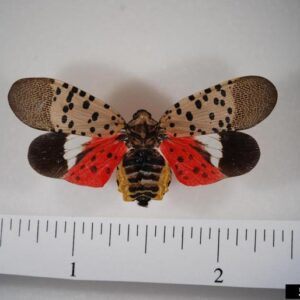 Spotted lanternfly with spread wings