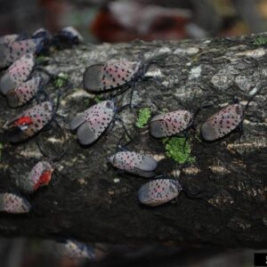 Spotted lanternflies