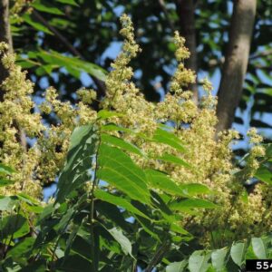 Tree-of-heaven flowers