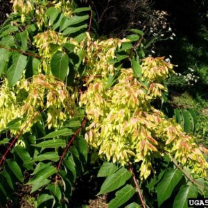 Tree-of-heaven fruit