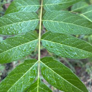 Tree-of-heaven leaflets oppositely arranged with smooth margins
