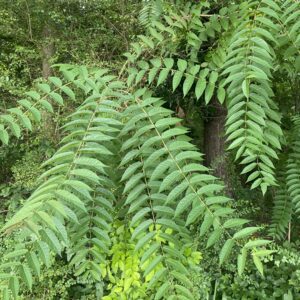 Tree-of-heaven leaf structure