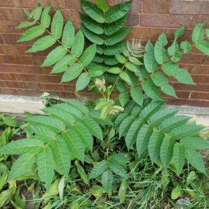 Young tree-of-heaven