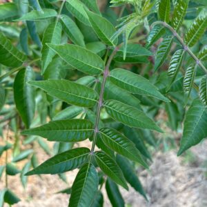 Winged sumac (Rhus copallinum) has a winged leaf axis.