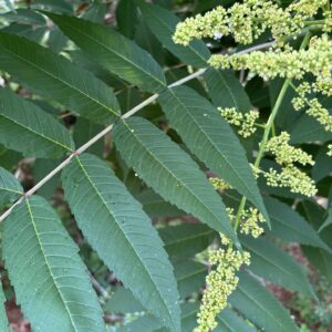 Smooth sumac (Rhus glabra) has serrations along the length of each leaflet.