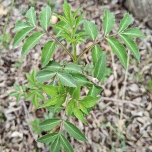 American elderberry (Sambucus canadensis) has oppositely arranged compound leaves.