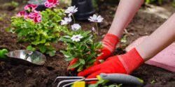 Gardener woman planting flowers