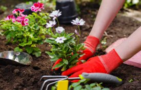 Gardener woman planting flowers