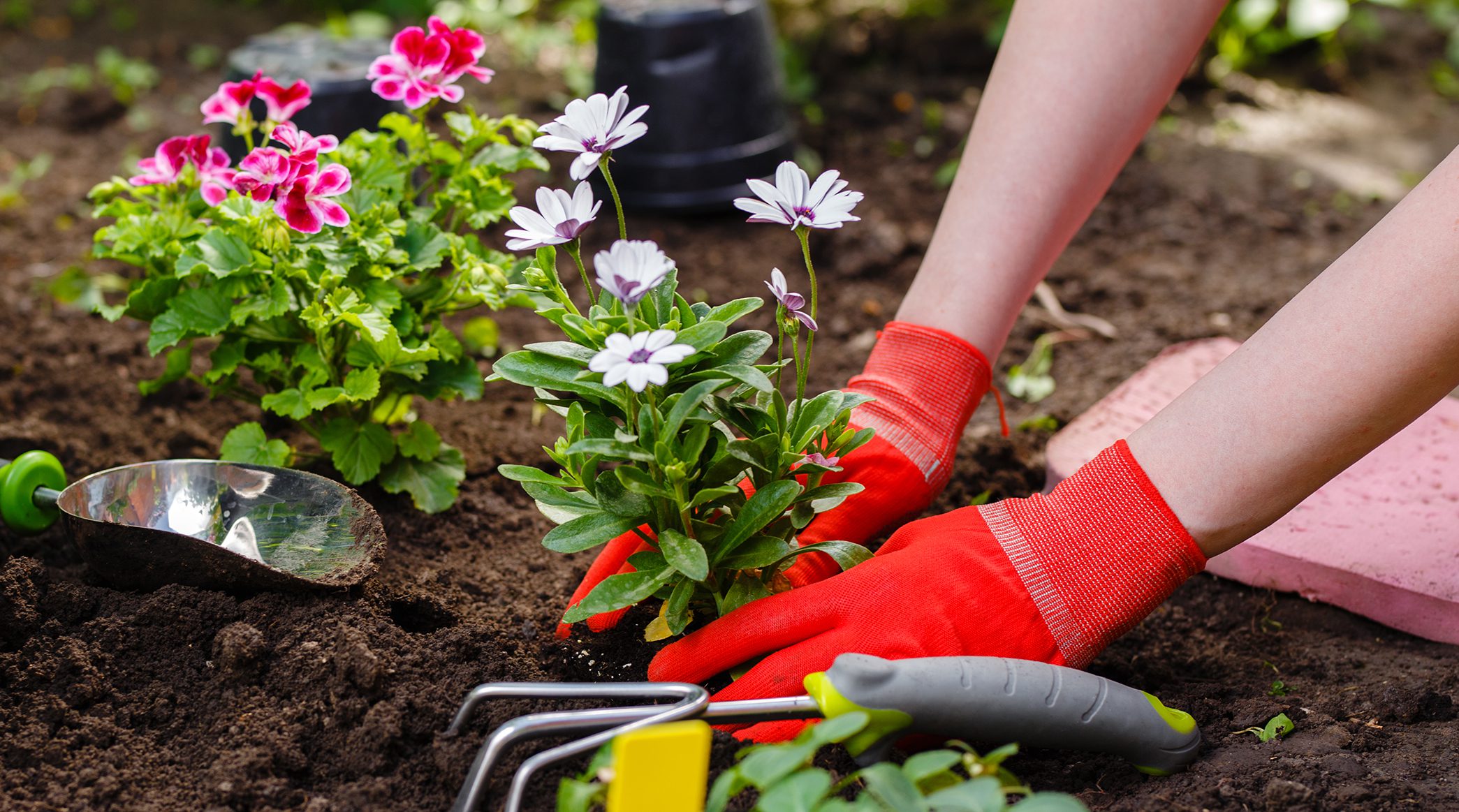 Gardener woman planting flowers